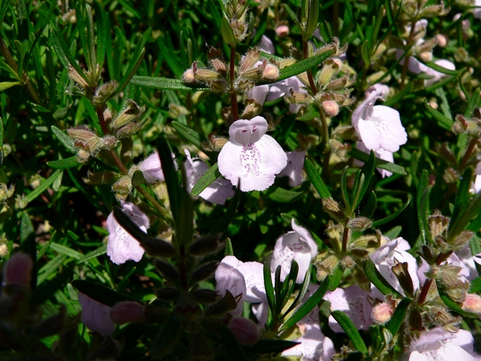 {Conradina verticillata}